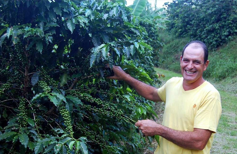 Cultivador de café de especialidad de Brasil junto a cafeto de café verde