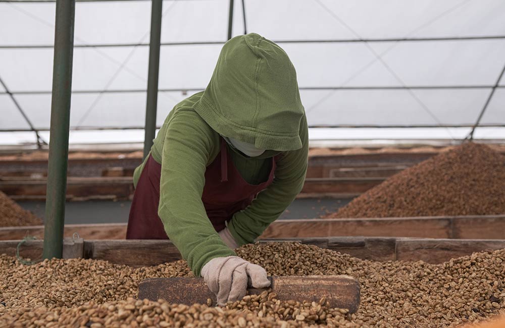 Tratamiento de secado natural de café de especialidad en Nicaragua