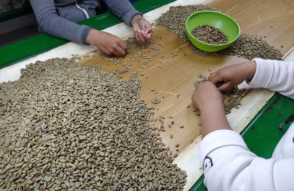 Selección manual de granos de café de especialidad para separar los buenos de los malos