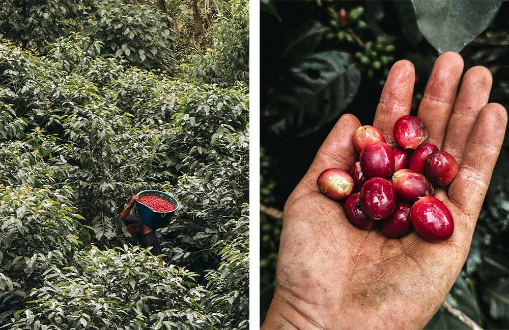 Recolección de cerezas de café de especialidad en Costa Rica