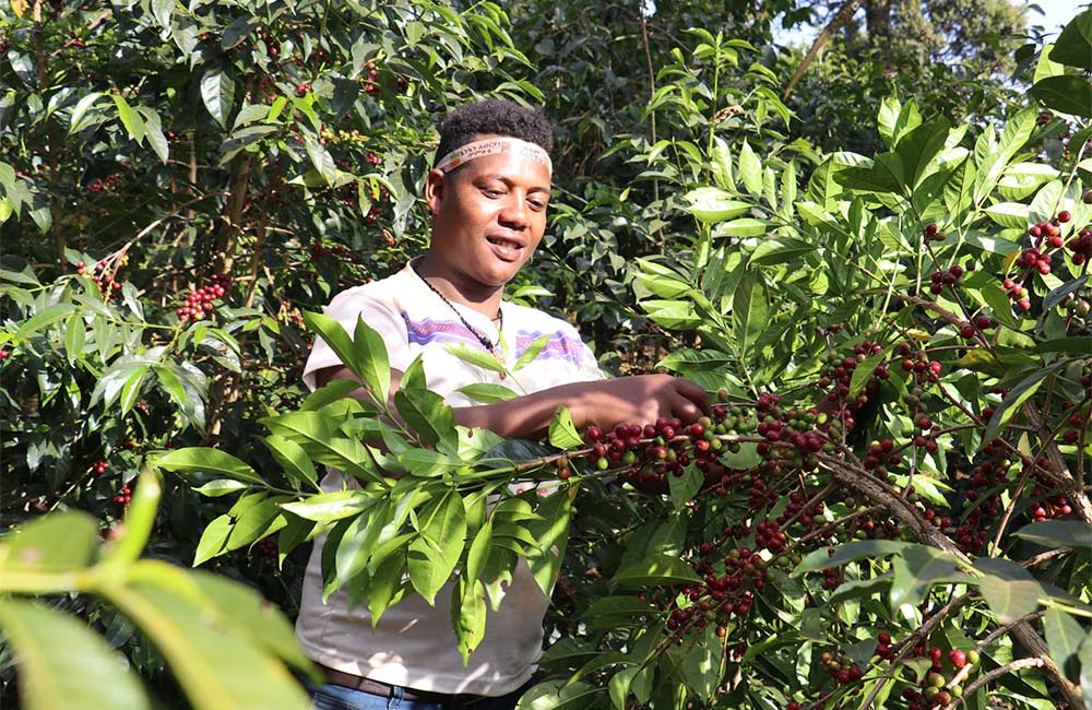 Recolección de café de especialidad del cafeto en Etiopía