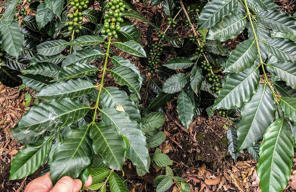 Planta de café de especialidad con cerezas verdes madurando