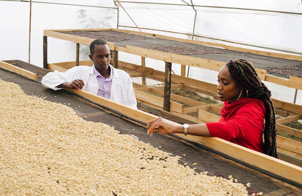 Caficultor de café de especialidad en Kenia junto a camas de secado de café africanas