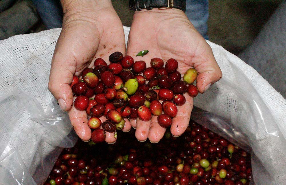 Cerezas de café de especialidad de Colombia