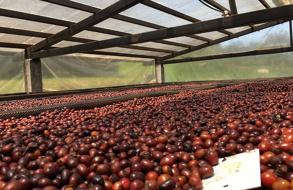 Cerezas de café de especialidad recién recolectadas