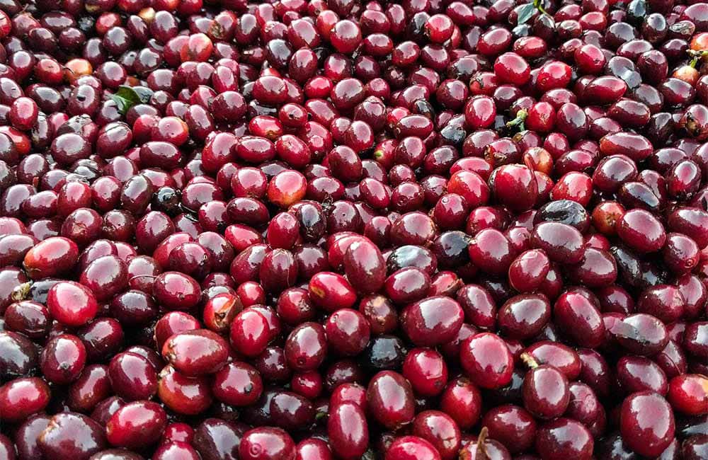 Cerezas de café madura recién recolectadas