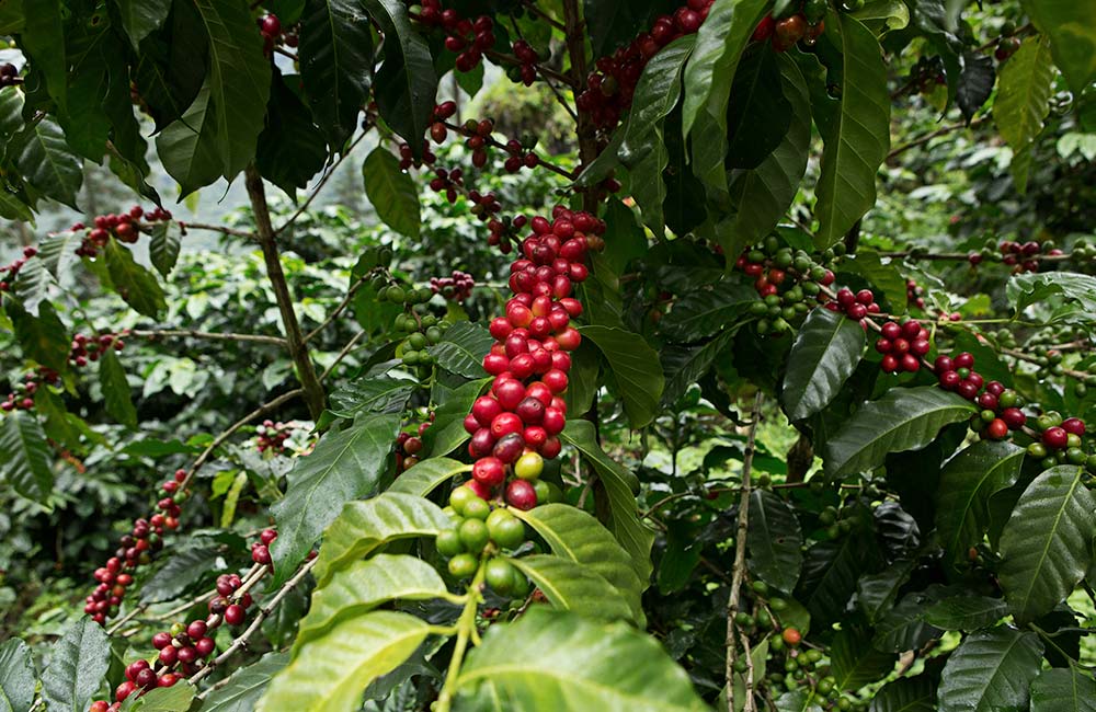 Cerezas de café maduras listas para ser recogidas en explotación de café de Guatemala