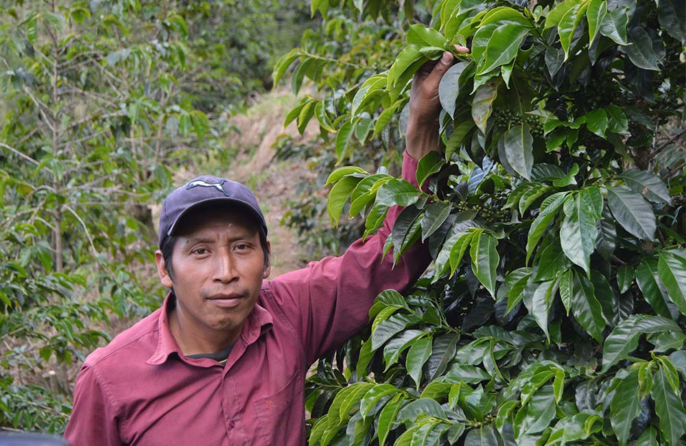 Don Elmer, caficultor de café de especialidad de Guatemala