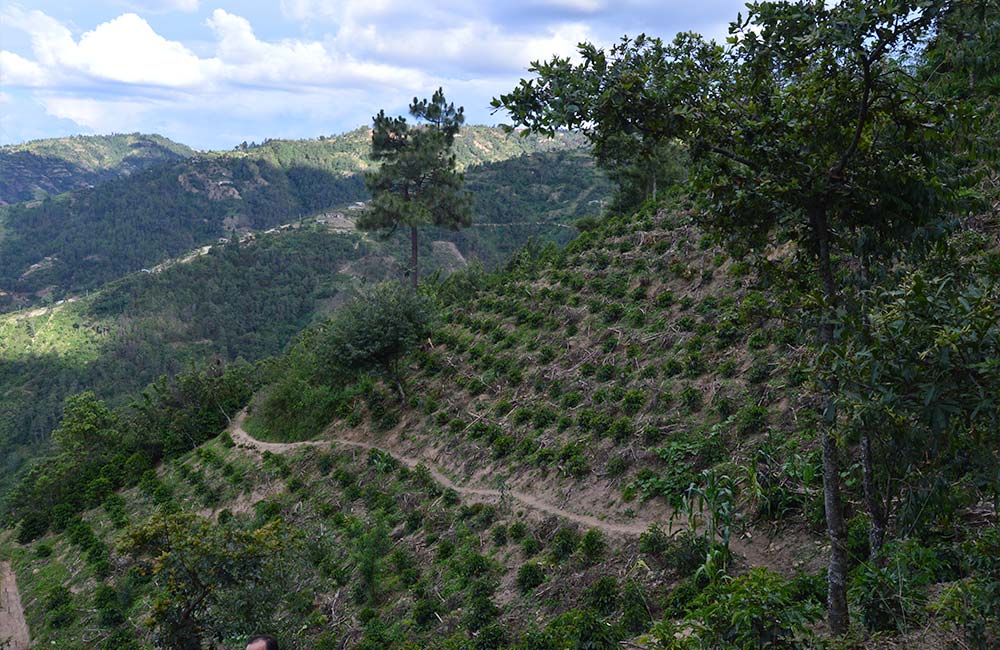 Explotación de café de especialidad en Guatemala