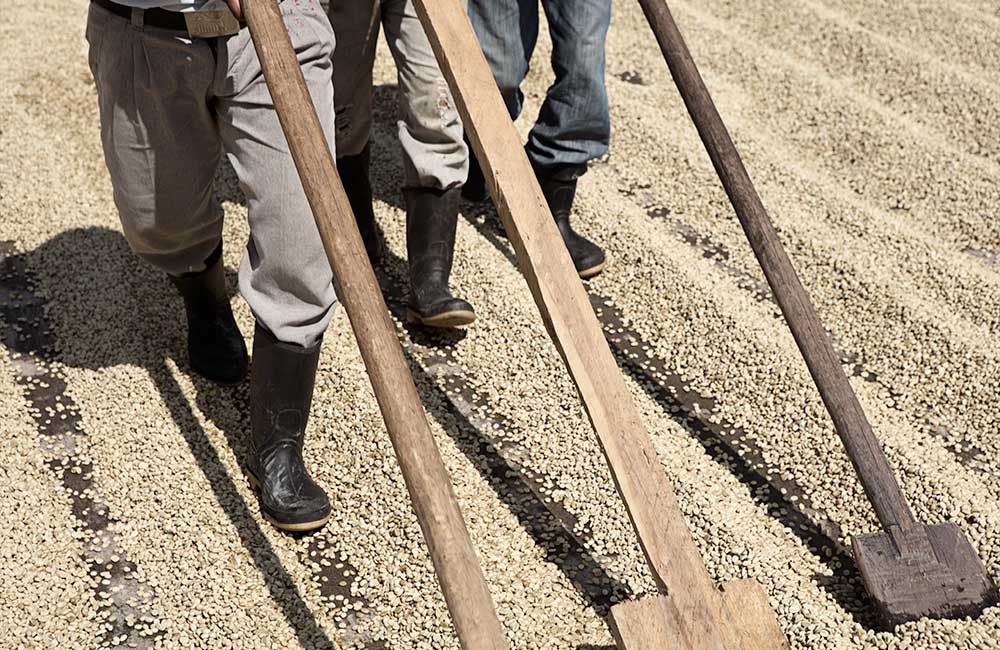 Extendiendo los granos de café de especialidad para un secado y procesado uniforme