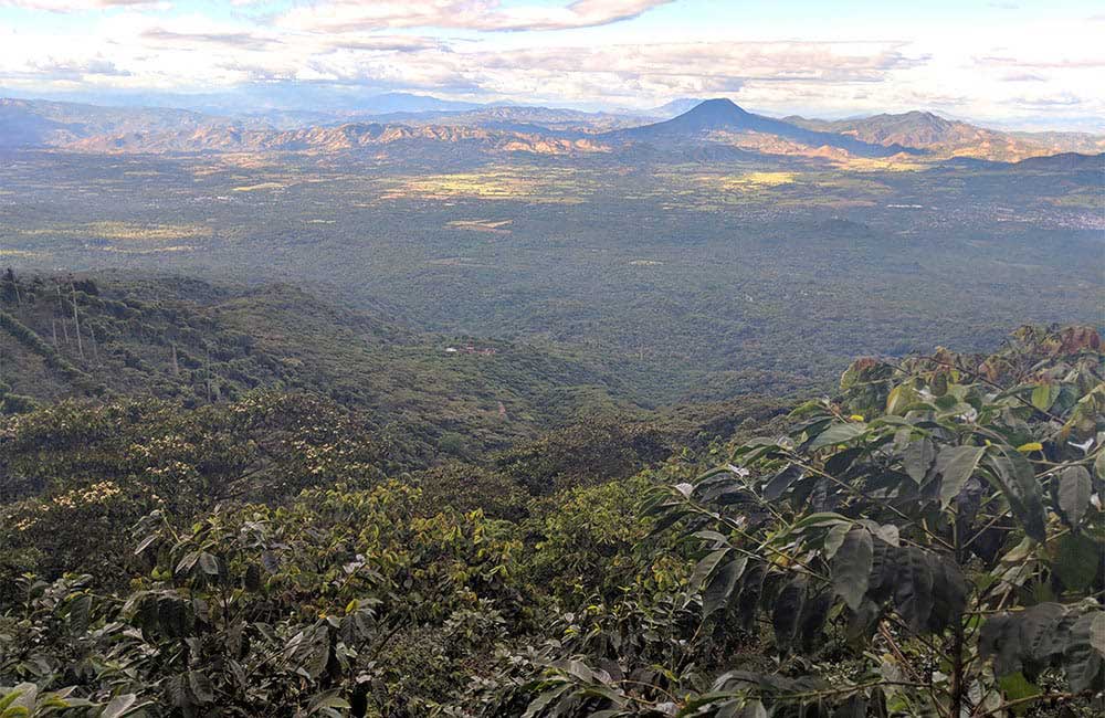 Finca de cultivo de café de especialidad de El Salvador