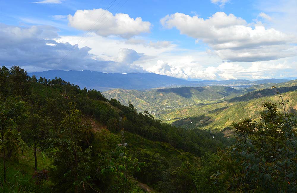 Finca de cultivo de café de especialidad en Guatemala