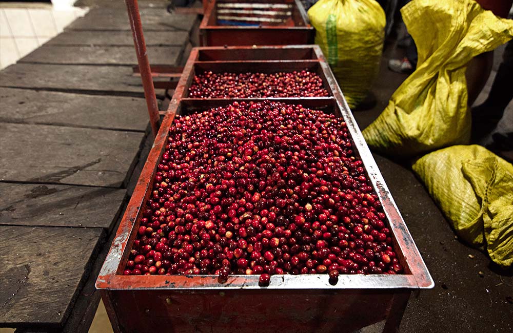 Pilas para el lavado de las cerezas de café de especialidad