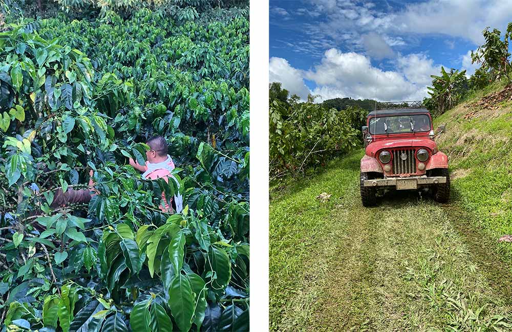 Recolección de café de especialidad en Huila, Colombia