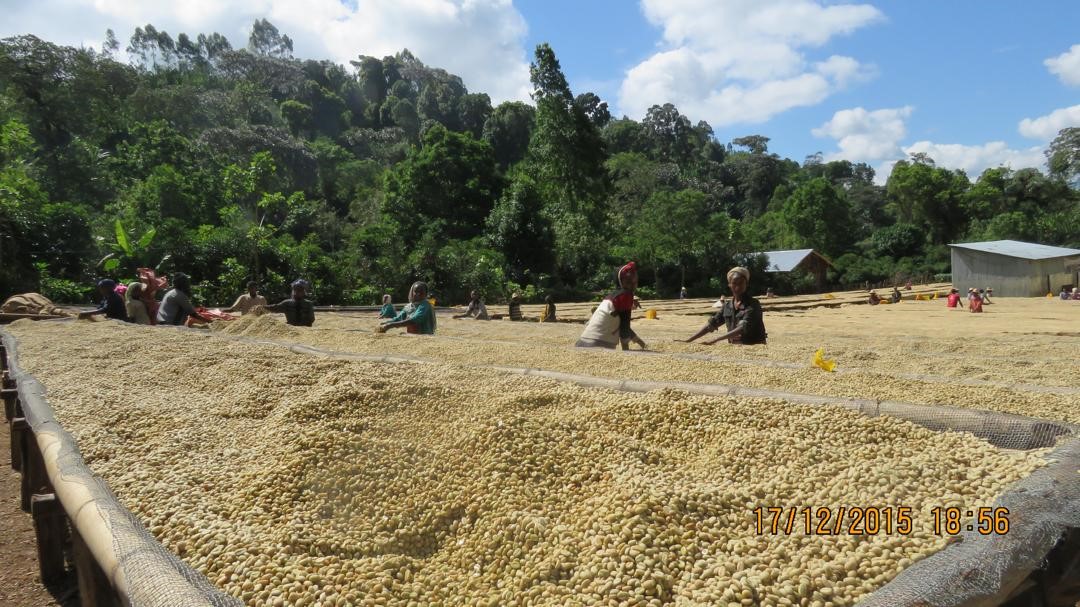 el café de Nensebo se cultiva a altitudes entre los 1900 y los 2050 metros de altura