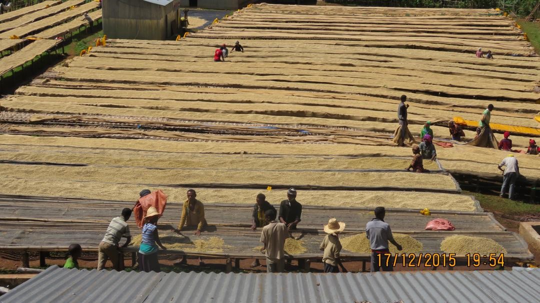 Los agricultores de las zonas de West-Arsi y Sidamo recolectan el mejor café de especialidad