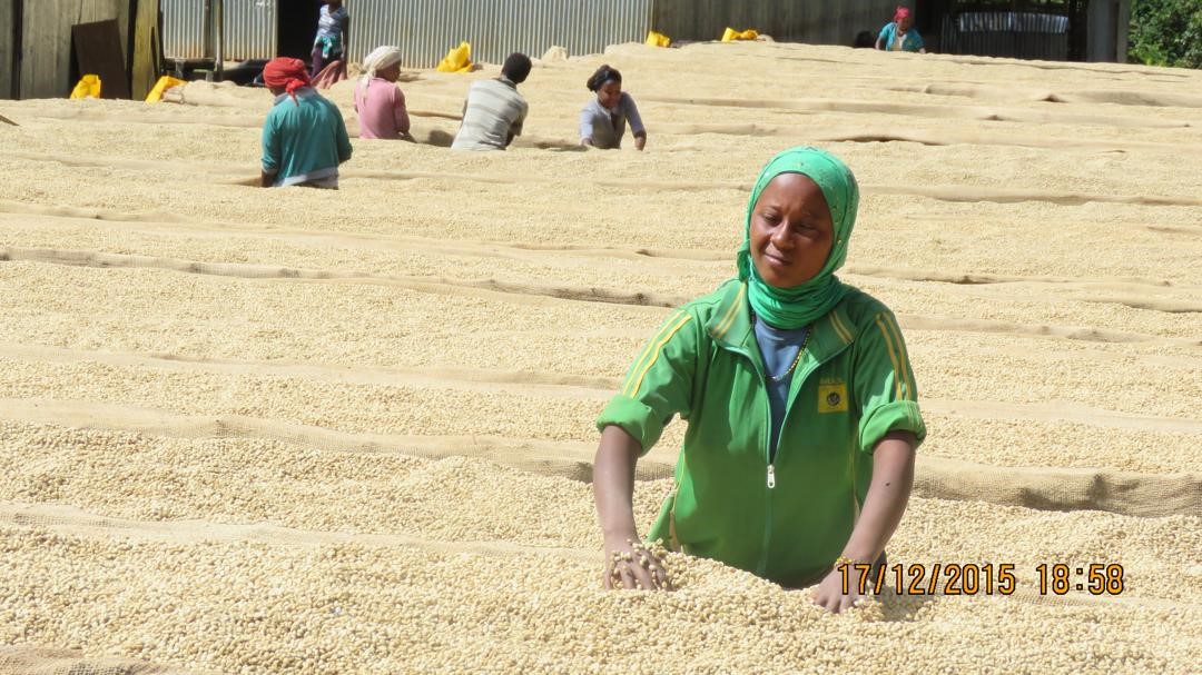 Agricultora cultiva el mejor café de la region de West-Arsi