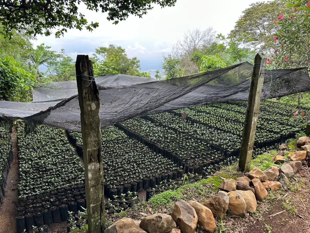 Finca de cultivo de café de especialidad Guanacaste