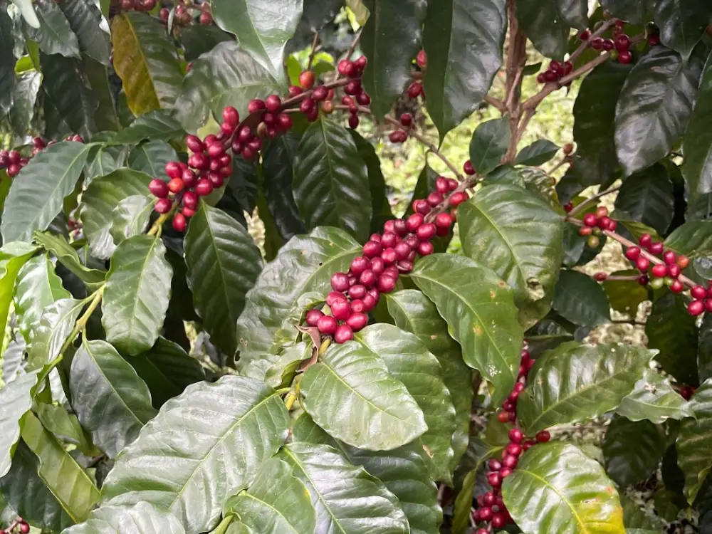 café de especialidad con fermentación anaeróbica de 120 horas