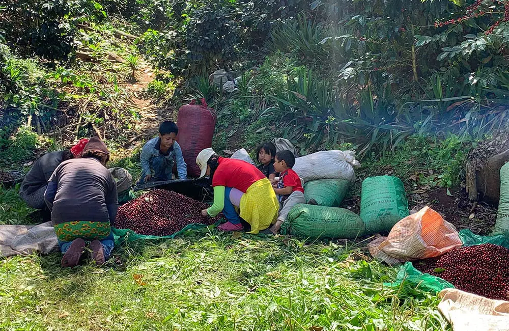 agricultores recogen café en finca de Rodolfo Ruffatti