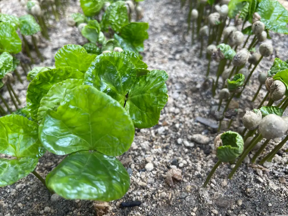 Pequeños brotes de café de especialidad en finca Guanacaste 