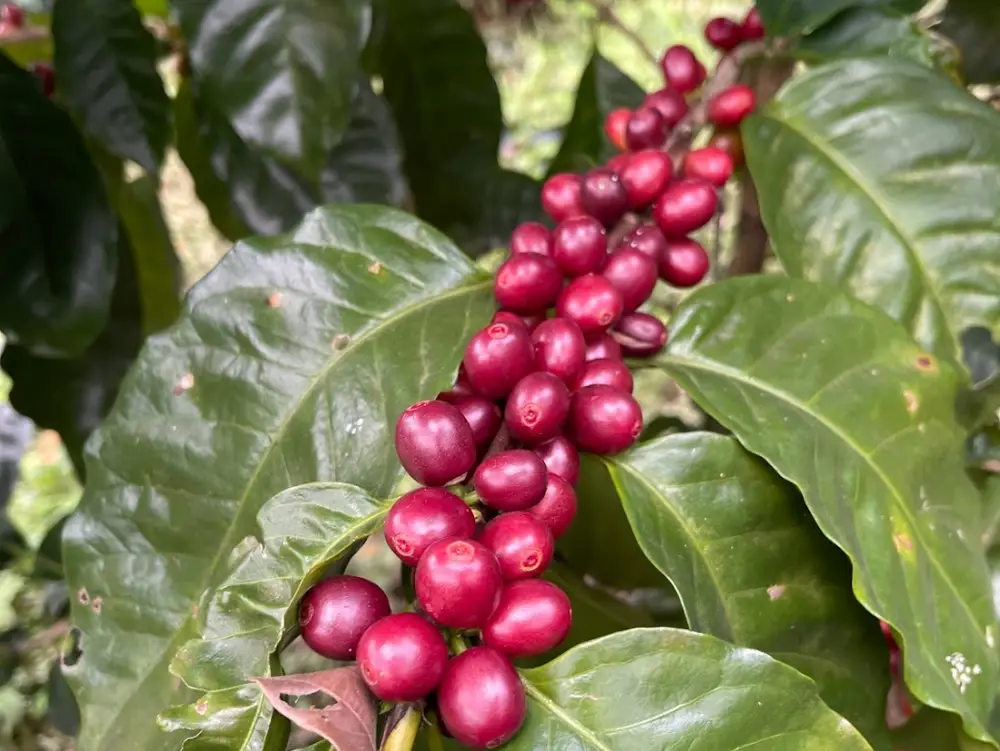 cerezas de café de especialidad Guanacaste