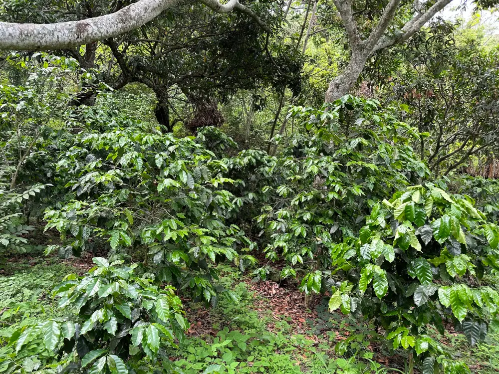 Finca Guanacaste contra el cambio climático