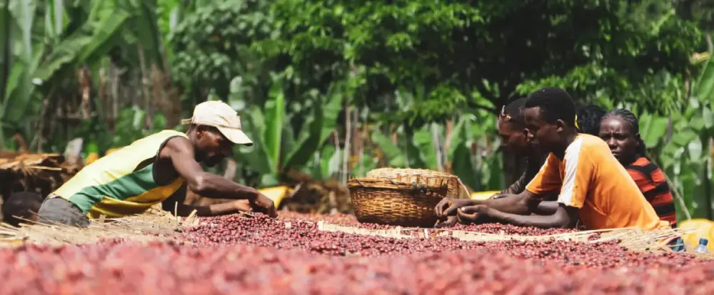 Seleccionando granos de café en camas de secado de Etiopía