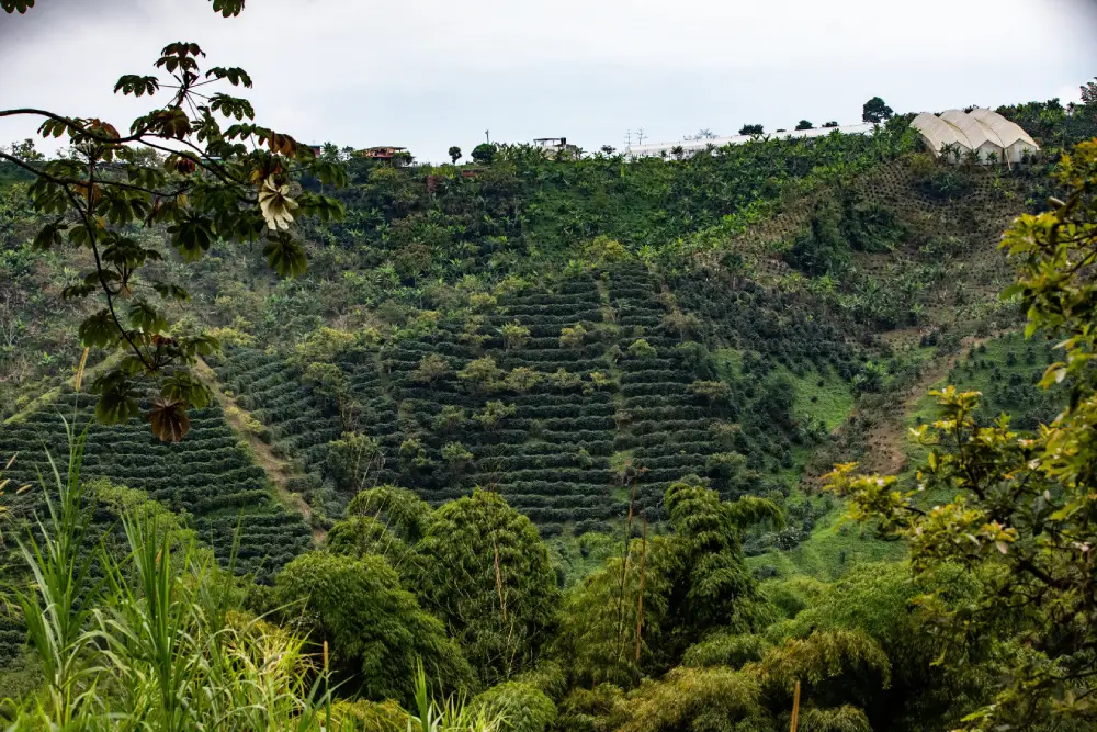 cultivos de café de especialidad en Tolima, en Colombia