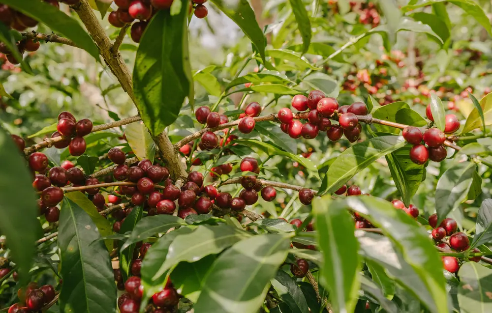 Cerezas de café de especialidad en finca de Tibebu Roba