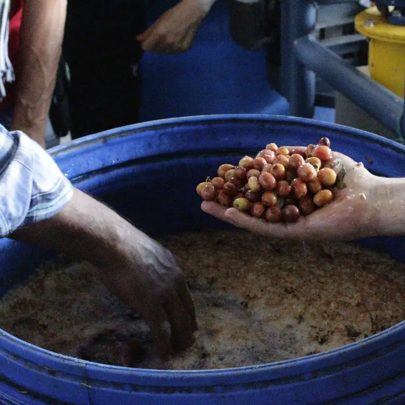 Proceso de lavado del café de especialidad Guava Banana